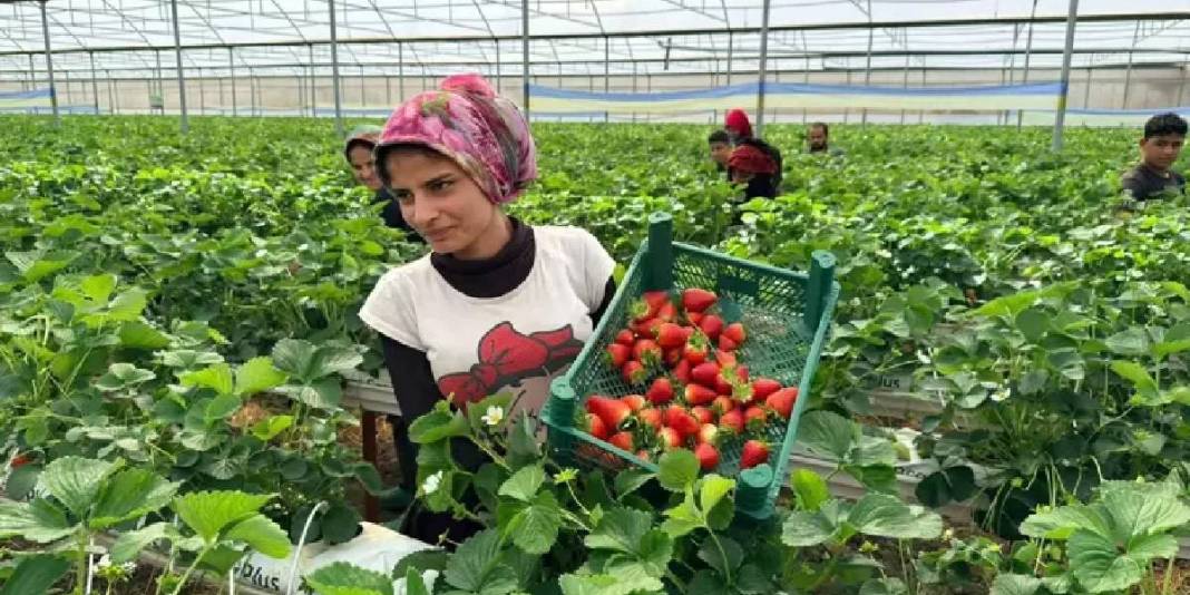 Serik’te kurduğu tesiste üretime başladı: Avrupa ve Asya ülkeleri kasa kasa alıyor 2